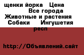 щенки йорка › Цена ­ 15 000 - Все города Животные и растения » Собаки   . Ингушетия респ.